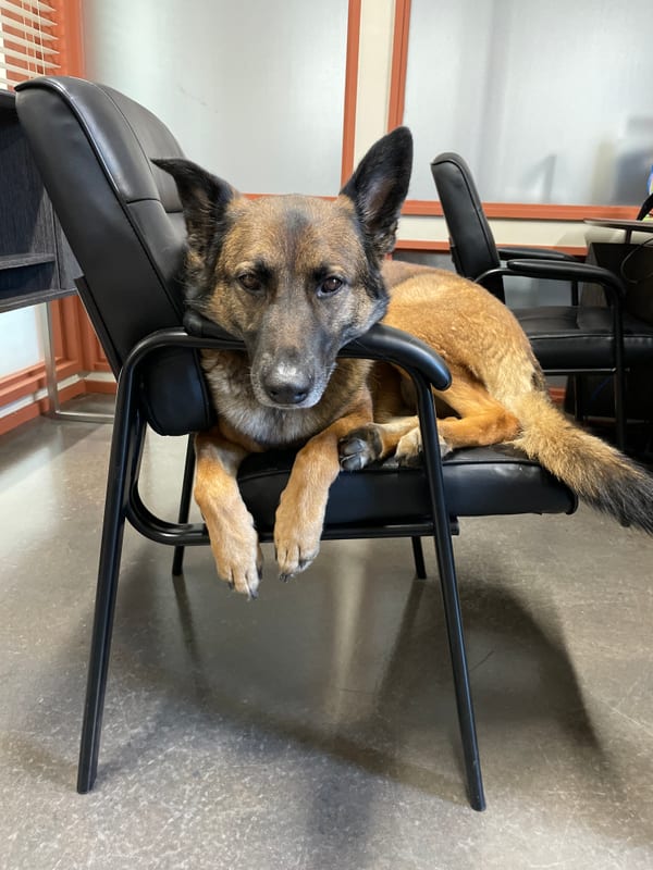 Maycee, Office Greeter at Lipof and Nichols