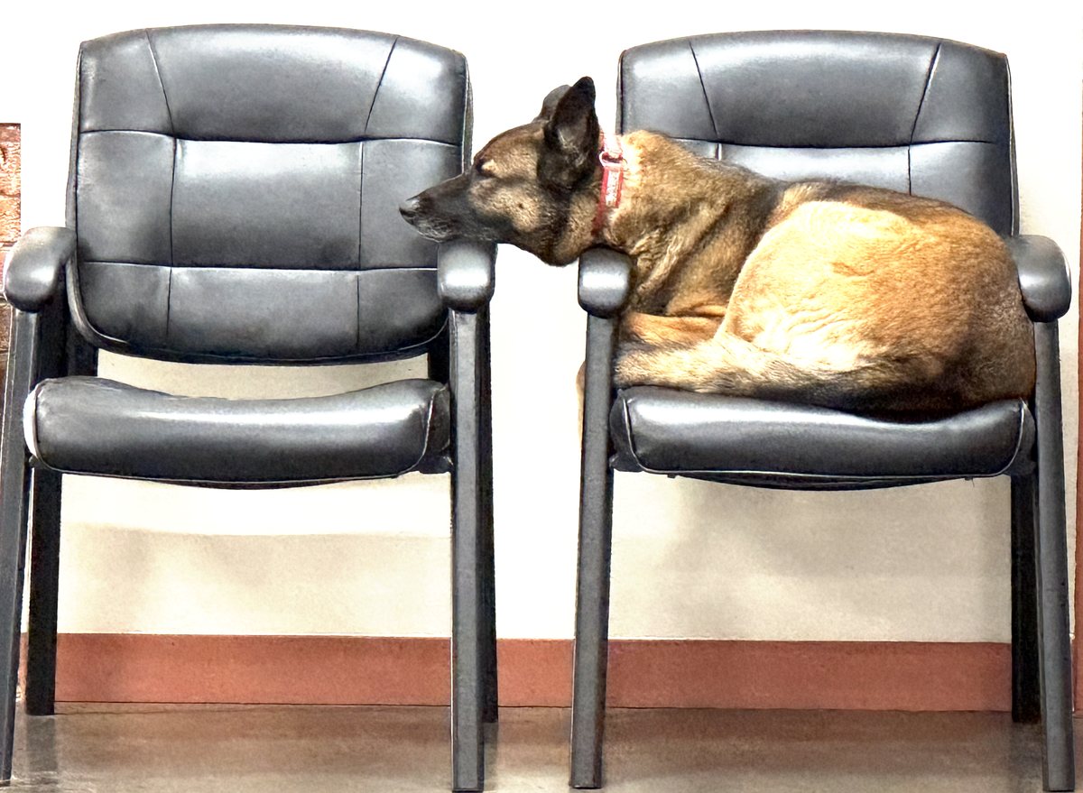 Maycee, the office greeter dog at Lipof and Nichols, resting in one of the firm's waiting-room chairs